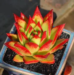 2025年最新】リップスティック 多肉植物の人気アイテム - メルカリ 2025年最新】リップスティック 多肉植物の人気アイテム - メルカリ