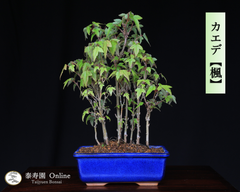 カエデ【楓】寄せ植え 小品盆栽【泰寿園Online】雑木盆栽 紅葉盆栽 ミニ盆栽 盆栽鉢 初心者 室内 鑑賞 趣味 卓上盆栽 グリーン 和 ギフト プレゼント 贈答品 ギフト用盆栽 誕生日 母の日 父の日 敬老の日 記念日 お祝い 1
