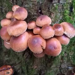 天然きのこ123　クリタケ1kg