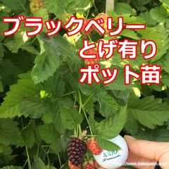 ■ブラックベリー苗トゲ有りポット苗ボイセンベリー健康フルーツ無農薬栽培♪