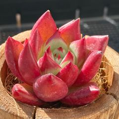 韓国苗☆詰め合わせ！ 楽天市場】多肉植物 エケベリア Carmine Bean 韓国苗 抜き苗