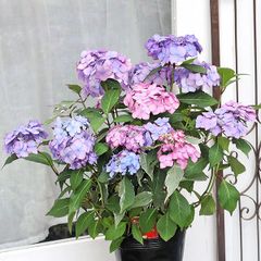 値下げセール 鉢花 斑入り アジサイ アジアンビューティー 6号 赤 レッド 育てやすい 珍しい