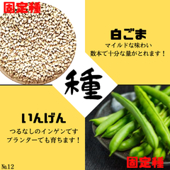 b15 №12【野菜の種】胡麻和え最強コンビ　インゲン/白ごま