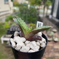 Agave oteroi seedling アガベ オテロイ 実生