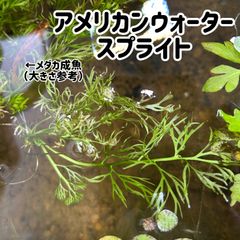 【無農薬・水中葉】アメリカンウォータースプライト3株