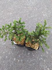 赤エゾマツ