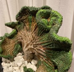 白肌　グラキリス　現地球　たまごトックリ型　オレンジ　緑　コレクション株 白肌 グラキリス 現地球 たまごトックリ型 オレンジ 緑