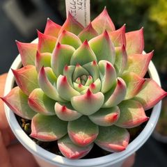 ★人気レア品種！★謎エケ×チワワエンシス2 青札苗 多肉植物（抜き苗）自家繁殖 国産