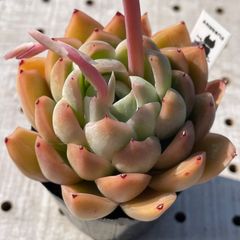 ビタチェリー　多肉植物　エケベリア　韓国苗