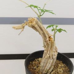 2082 「塊根植物」コラロカルプス 植え【発根未確認・Corallocarpus・芽吹き】