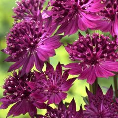 濃赤の花★ アストランティア　ベニス