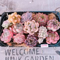 多肉植物 根付き12苗set♡11234