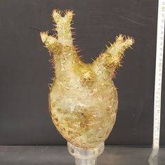 J540【最新到着】Pachypodium　グラキリス（MS）（現地球・抜き苗）【塊根植物】パキポディウム　グラキリス