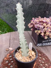 2025年最新】ユーフォルビア ホワイトゴーストの人気アイテム - メルカリ