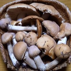 天然きのこ119　ショウゲンジ1.1kg