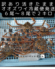 活きたまま冷蔵便　訳ありオオズワイ　オス　６尾～８尾で２キロ