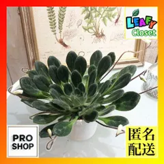プリムリナ リトルドラゴン 3号吊り鉢(おまかせ1鉢)　観葉植物 吊り下げ 花鉢 オシャレ かわいい 珍しい レア 小さい インテリア(500069)のサムネイル