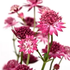 2025年最新】astrantiaの人気アイテム - メルカリ
