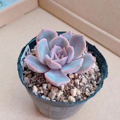 tZvMo4uh4dahMnakBjrTUT.jpg@jpg