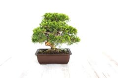 真柏　小品盆栽　しんぱく