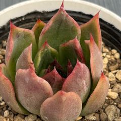 『シムランスアセンション×エボニー』★多肉植物★エケベリア★カット苗★
