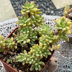 多肉植物 ☘️ リトルビューティー いっぱい 抜き苗