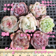 お買い得　多肉植物　エケベリア　カット小苗　7点　セット販売