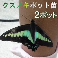 アオスジアゲハ（1オス・インドネシア産） アオスジアゲハ - 昆虫研究所