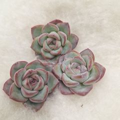 ☆シュークリーム☆カット苗　多肉植物