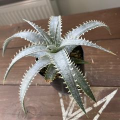 Dyckia hybrid seedling ディッキア ハイブリッド 国内実生