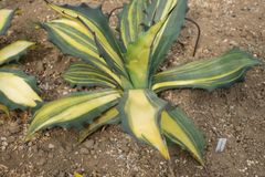 アガベ　フェロックス錦　　直径約50㎝ AGAVE