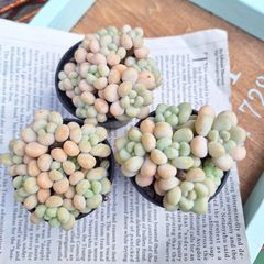 ☆ロココ☆ポットごと発送　多肉植物