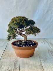 真柏　小品盆栽　しんぱく