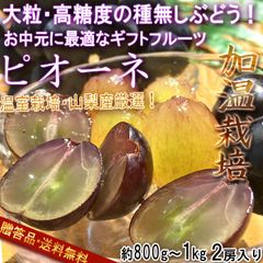 温室ピオーネ 種無し葡萄 約800g～1kg 2房 贈答規格 山梨県産 ギフト最適な本場の高糖度ブドウ！濃厚な味と爽やかな風味 ぶどう