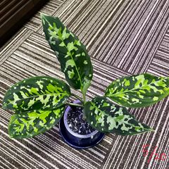 アグラオネマ　ピクタム　Aglaonema picutm GW2001-60 "Padang sidempuan" TB