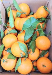 木成熟成清見オレンジ L-2Lサイズ  5kg 和歌山県産