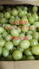 まとめてお得！山形県産シャインマスカット粒箱込み5kg