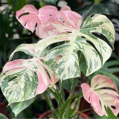 美株】モンステラ バルバソウBulbasaur 散り斑 中小株 - メルカリ