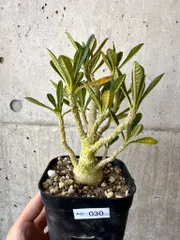 2025年最新】ドルステニア ギガスの人気アイテム - メルカリ