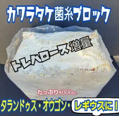 極上！ヒマラヤひらたけ菌糸ブロック【6個】トレハロース強化配合！オオクワに抜群！ 極上！ヒマラヤひらたけ 菌糸瓶【6本】特大800ml 特殊アミノ酸