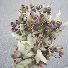 木の実❣️ベルガムナッツ❇️ドライフラワー