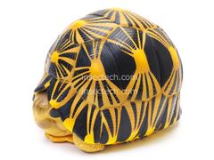 動物の惑星】MAX/PLUS/限定品