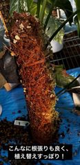 ドリアン苗 レア品種 Durio macrantha Dwarf Type ドリアン苗 レア品種 Durio macrantha Dwarf Type - メルカリ