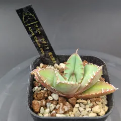 2025年最新】AGAVE titanota 魔丸の人気アイテム - メルカリ