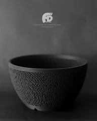 グラキリス 中株 ぼってり扁平型 塊根植物 黒鉢付き グラキリス 中株 ぼってり扁平型 塊根植物 黒鉢付き パキポディウム