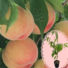 果樹苗 モモ 苗木 なつおとめ 桃大放出セール 2年～3年物　7号(径21cm) ポット苗 果樹苗木 落葉樹 もも 桃 苗 他品同梱不可の単独発送品