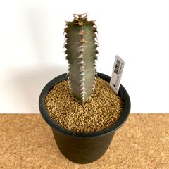 ユーフォルビア カナリエンシス 墨麒麟 / 塊根植物 コーデックス 多肉