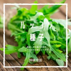 T10　家庭菜園でおすすめ品種　ルッコラ　固定種　野菜の種　貴重な累代自家採種！ここが他とは違います！