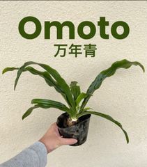 万年青　オモト　ポット苗　約26cm