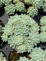 韓国苗 バイキング ♡ ALL 500円 ♡ 0000000012692_I37crxW.jpg